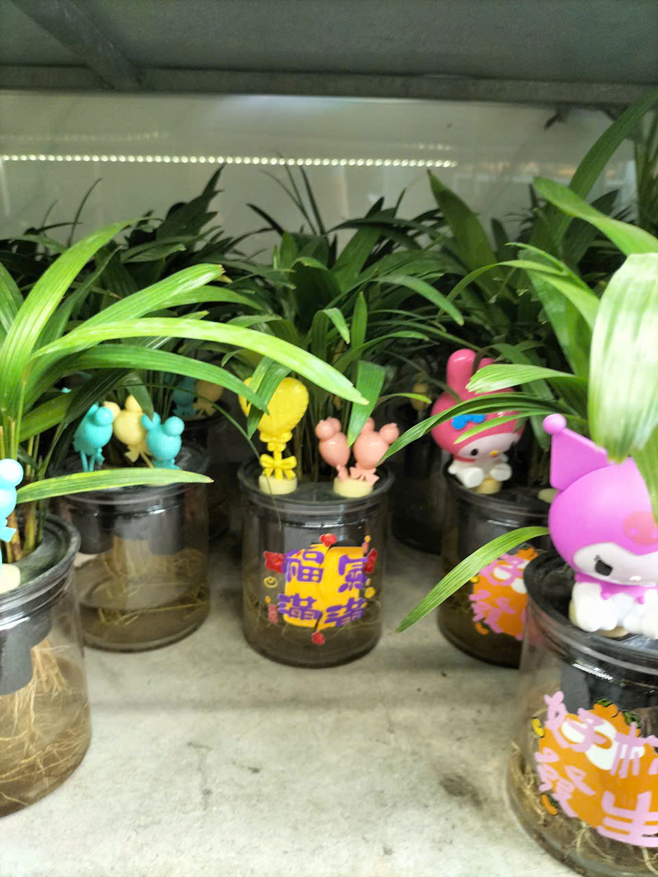 cây mật cật thủy sinh trồng chậu để bàn